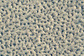 Northern Plains Monitoring