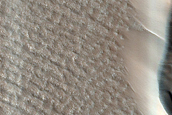 Striped Ground and Dune Monitoring