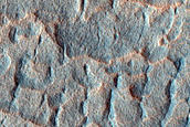 Scallop-Hosting Mantle in Utopia Planitia