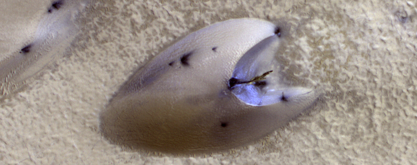 The Spring Awakening of Martian Polar Dunes 