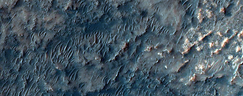 Dune Survey