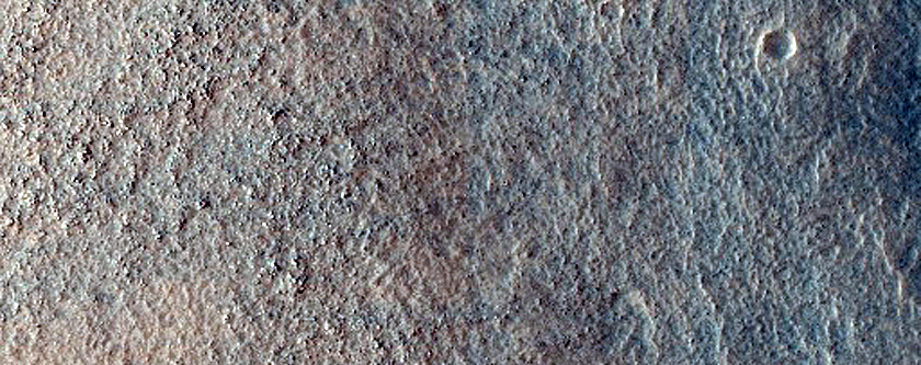 Possible Tuya