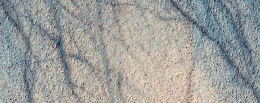 Dune Survey