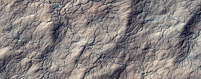 South Polar Terrain Spider Seasonal Changes