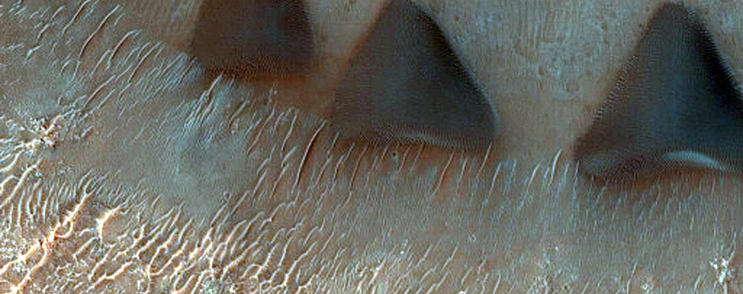 Dune Field