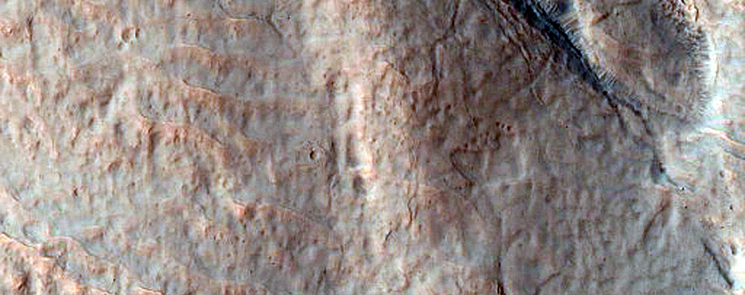 Gullies in Southern Mid-Latitude Crater