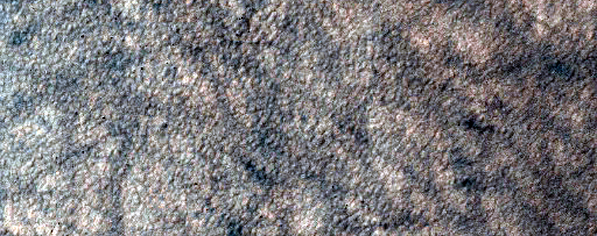 Dune Survey
