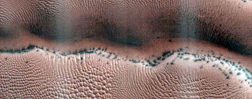Dune Survey