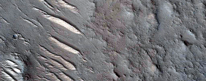 Dune Survey