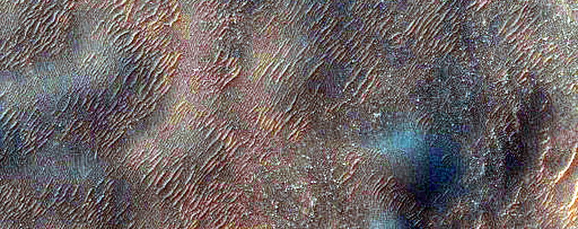Dune Survey