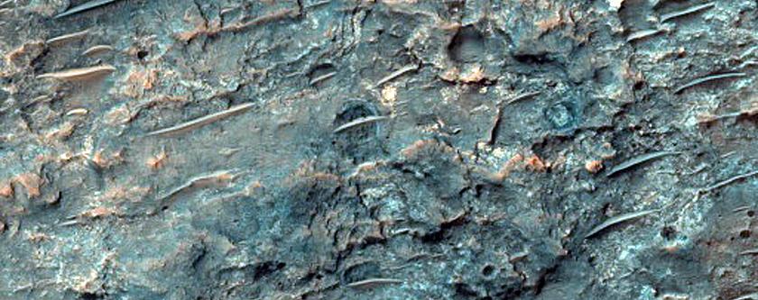 Dune Survey