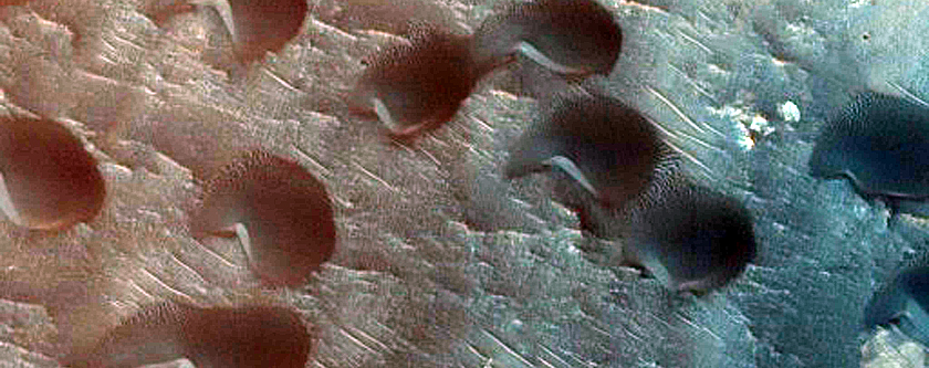 Dune Survey