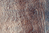 Possible Tuya