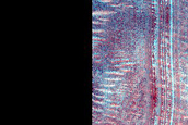 Dune Monitoring in Crater