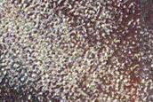 Dune Field