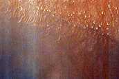Dune Field in Hooke Crater