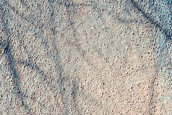 Dune Survey