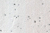Spider Terrain Development in USGS Dune Database Entry Number 3521-742
