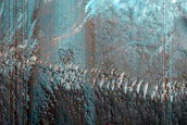 Dune Monitoring in Crater
