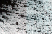 Site in Non-Cryptic Terrain Dubbed Buenos Aires