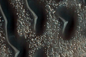 Dune Field