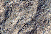 South Polar Terrain Spider Seasonal Changes