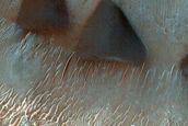 Dune Field