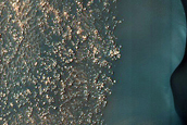 Dune Survey