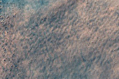 Dune Survey