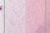 Carbon Dioxide Transformation from Snow to Slab Ice