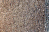 Dune Field