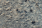 Mellish Crater Spiders