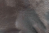 Dune Monitoring in Milankovic Crater
