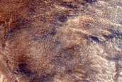 Dune Field