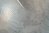 Dune Survey
