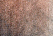 Gully and Dune Topography in Noachis Terra