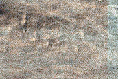 Dust Devil Survey