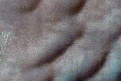 Dune Survey