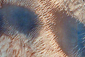 Dune Survey