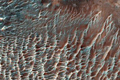 Dune Field