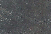 Dune Survey