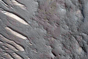 Dune Survey