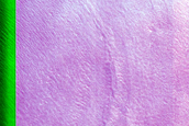 Dune Monitoring in Crater