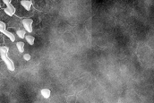 Dune Monitoring in Crater