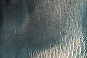 Dune Field