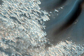 Dune Field