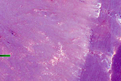 Monitoring Recent Impact Crater