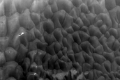 Dune Monitoring in Lyot Crater