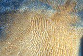 Dune Survey