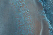 Dune Survey